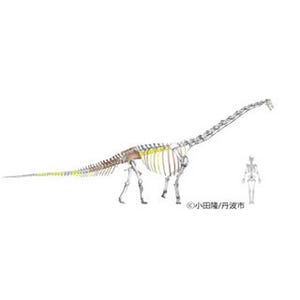 大型草食恐竜「丹波竜」は新種と判明 - 人と自然の博物館
