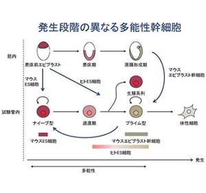 ヒト多能性幹細胞の一層の初期化成功