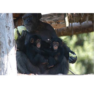 チンパンジーは母以外も子育てに協力