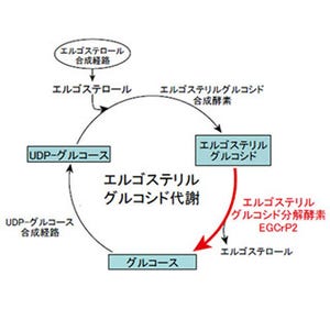 深在性真菌症創薬の標的となる酵素発見