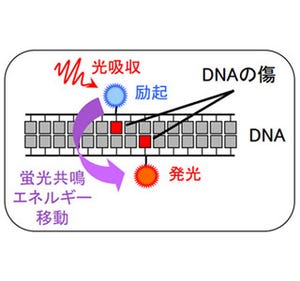 DNAの傷の塊発見、重粒子線効果に根拠