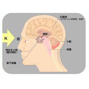 筑波大学など、体内時計を調節するペースメーカー細胞の存在を証明