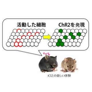 楽しい記憶を呼び起こしてうつ状態を改善 - 理研がマウス用いた実験で成功