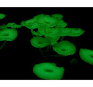 光るキノコの発光物質を特定