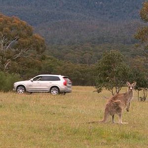 ボルボ、豪州でカンガルー衝突回避システムの開発に着手