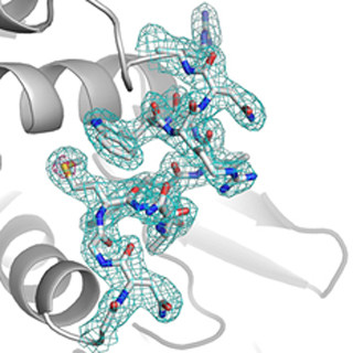 理研、SACLAを利用したS-SAD法でリゾチームタンパク質の結晶構造決定に成功