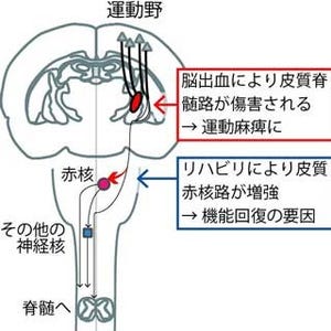 生理研など、脳出血による麻痺がリハビリで回復する仕組みを発見