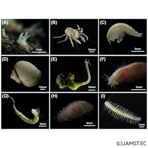 JAMSTEC、大西洋の深海海底で鯨骨生物群集を発見 - 水深4204mで世界最深