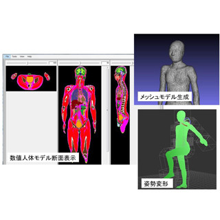 NICT、人体解剖モデルを電波ばく露評価に活用するためのソフトを公開