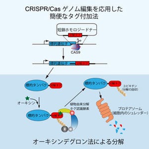 遺伝研、ヒト培養細胞内で特定のタンパク質を分解除去する方法を開発