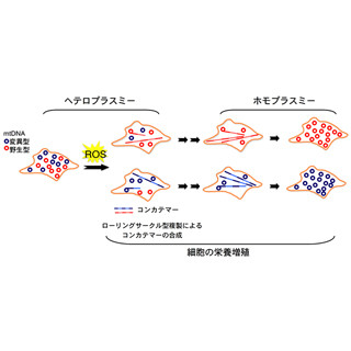 理研など、細胞分裂時のミトコンドリアDNAのリセット機構を発見