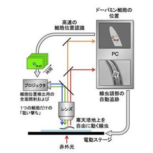 阪大ら、ロボット顕微鏡「オーサカベン」開発 - 線虫の神経活動を計測・刺激