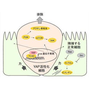 TMDU、異常細胞が排除される仕組みを解明 - 隣接する正常細胞の状態に依存