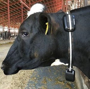 ファームノート、人工知能を活用した牛の飼育向けウェアラブルデバイス