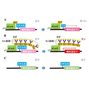 CRISPR/Casゲノム編集の応用で狙った遺伝子のみのスイッチをONに - 群馬大