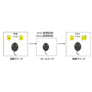 学習する時刻によって記憶のしやすさが大きく異なる - 東大がマウスで解明