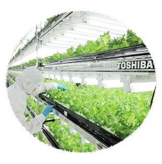 東芝、「東芝クリーンルームファーム横須賀」での野菜生産・販売を終了