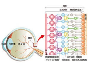 理研、iPS細胞由来の網膜組織を用いた視機能の回復をマウスを用いて確認