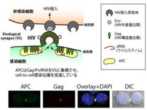 エイズウイルスの体内での拡がりに関わる宿主タンパク質を発見 - 横浜市大