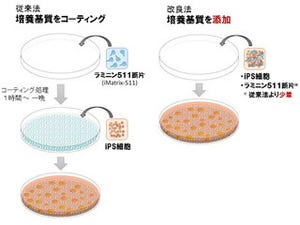 ヒト多能性幹細胞の簡便かつ低コストな拡大培養法を開発 - 京大