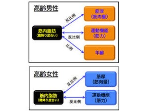 高齢者の筋肉内に蓄積する脂肪は運動機能低下と関係している - 名大