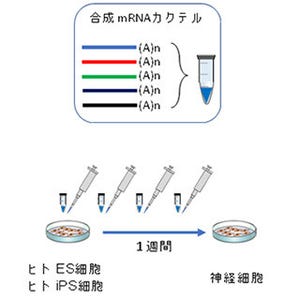 慶大、ヒトES・iPS細胞から1週間で神経細胞を分化させる手法を開発