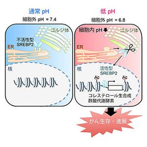 酸性環境での腫瘍の悪性化にはコレステロール代謝制御タンパク質が寄与 - 東大