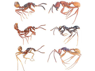 軍隊アリが居たからアリ型の共生甲虫も誕生した - 九大