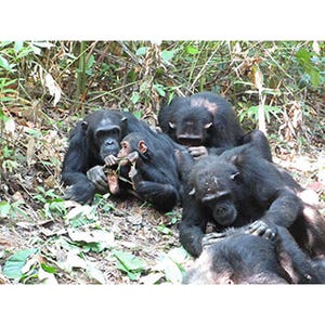 野生のチンパンジーは3歳前後で自律的に栄養をまかなえるようになると判明