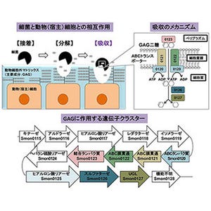 京都大学、細菌によるコンドロイチン分解・吸収機構の実体解明