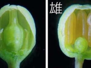 北大、食用アスパラガスの性決定遺伝子の候補を発見- 農業や育種にも有用