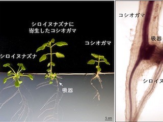 理研、寄生植物は植物ホルモンを使って宿主を太らせることを発見