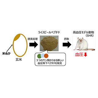 京都大学、米ぬか酵素処理物の血圧降下作用を解明