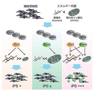 iPS細胞の効率的な作製には、細胞代謝のバランスが鍵 - 京大CiRA