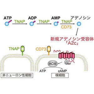 魚はどのようにして食べ物が発するATPを嗅いでいるのか - 理研が解明