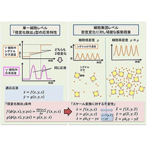 東大、場の変化を読みとる粘菌アメーバの巧みなコミュ力を発見