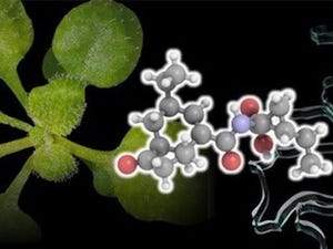 東北大など、植物への病原菌感染に新機構- 画期的な薬剤開発に期待