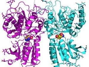 岡山大など、味覚を感知する受容体のセンサー領域の立体構造を解明