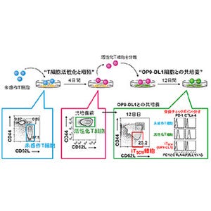 免疫細胞を若返らせ、がんに対して強い効果をもつ細胞の作製に成功