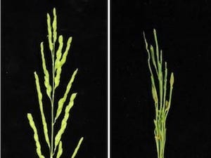 東大、イネの花や穂の形作りに重要な役割を担う3つの遺伝子の機能を解明