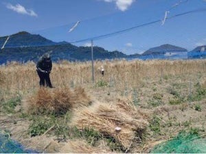 山口大、梅雨入り前の6月初旬に収穫できる早生デュラムコムギの開発に成功