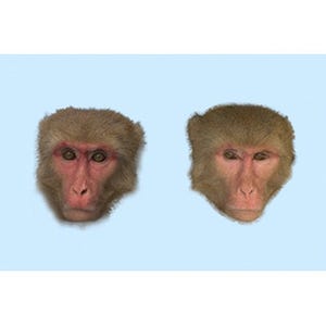 九州大学、霊長類の色覚が顔色を見分けるのに適していることを証明