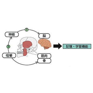 医科歯科大ら、咀嚼刺激の低下が記憶・学習機能を障害するメカニズム解明