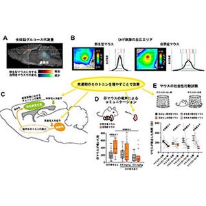 発達期のセロトニンが自閉症発症メカニズムに関与する可能性 - 理研