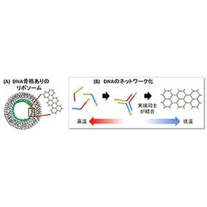 人工的な細胞骨格をつくることでリポソームの強度を向上 - 農工大など