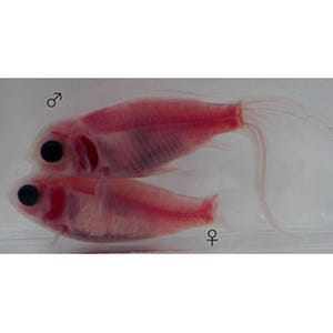 静岡大、透明な金魚の作出に成功-臓器を観察可能