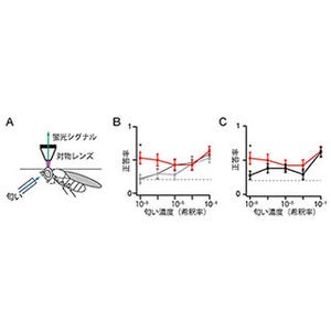 理研、ハエ実験で匂いの検出と濃度の弁別に優れた細胞タイプを発見