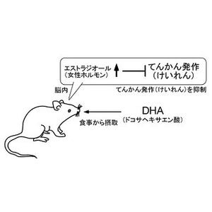 DHAによるてんかん発作予防メカニズムを解明-女性ホルモンがけいれん抑制