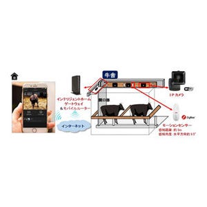 イッツコム、IoTを活用したお産前の母牛の遠隔見守りに関する実証実験