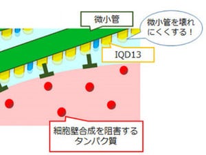 国立遺伝学研究所、植物の細胞壁合成を制御する遺伝子を発見